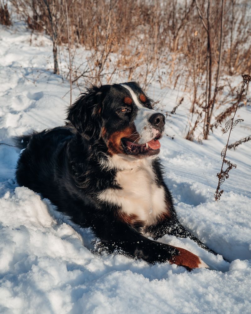 Bernese Mountain Dog