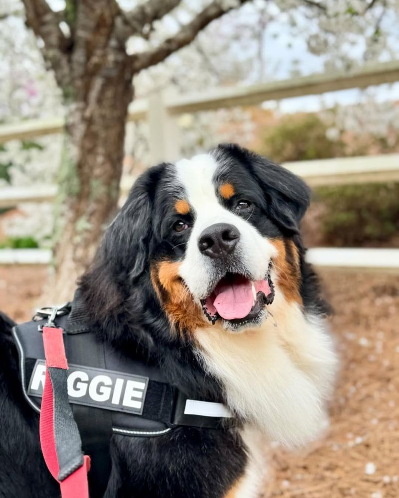 Bernese Mountain Dog