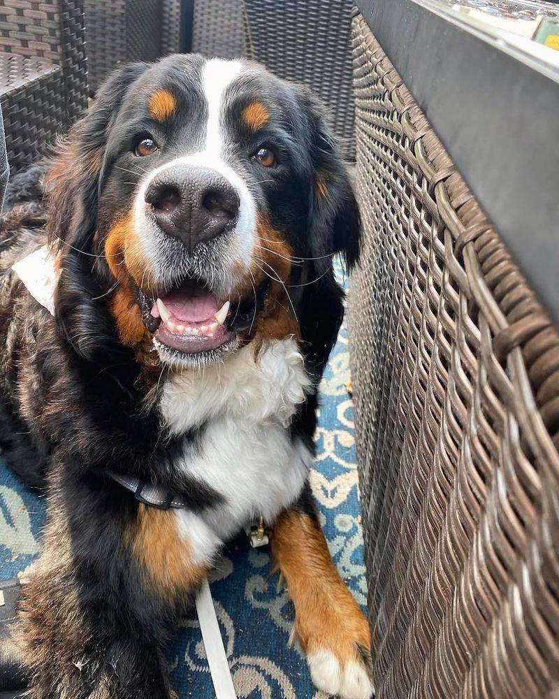 Bernese Mountain Dog