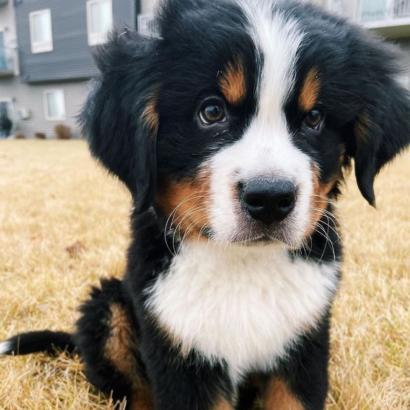 Bernese Mountain Dog