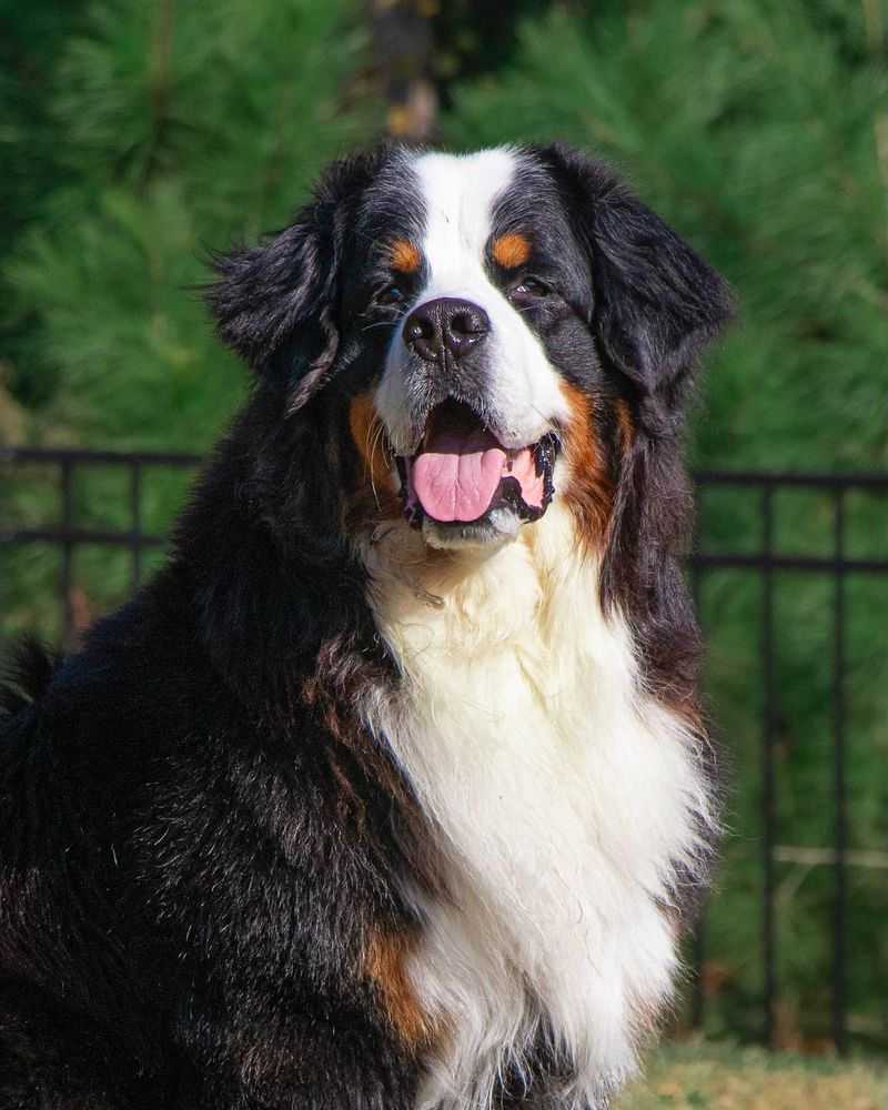 Bernese Mountain Dog