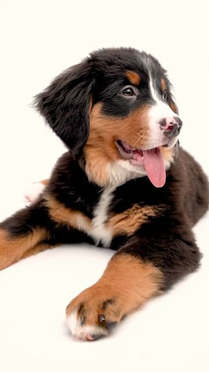 Bernese Mountain Dog