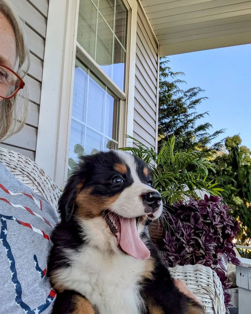 Bernese Mountain Dog