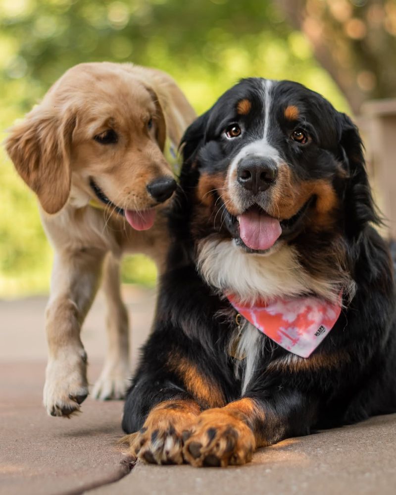 Bernese Mountain Dog