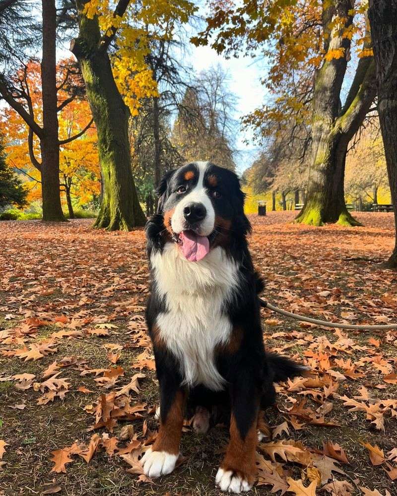 Bernese Mountain Dog