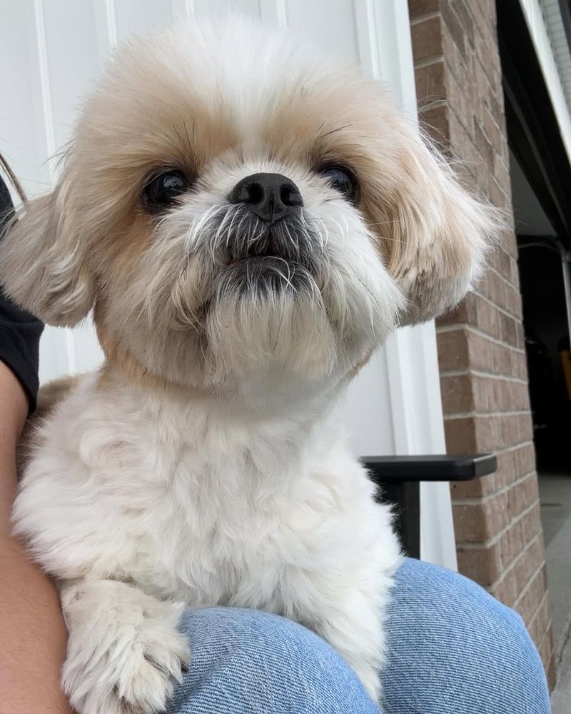 Shih Tzu