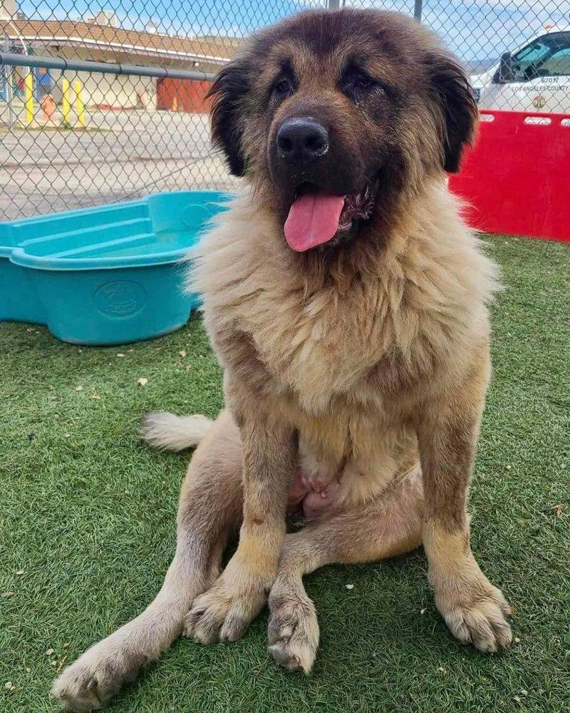 Leonberger