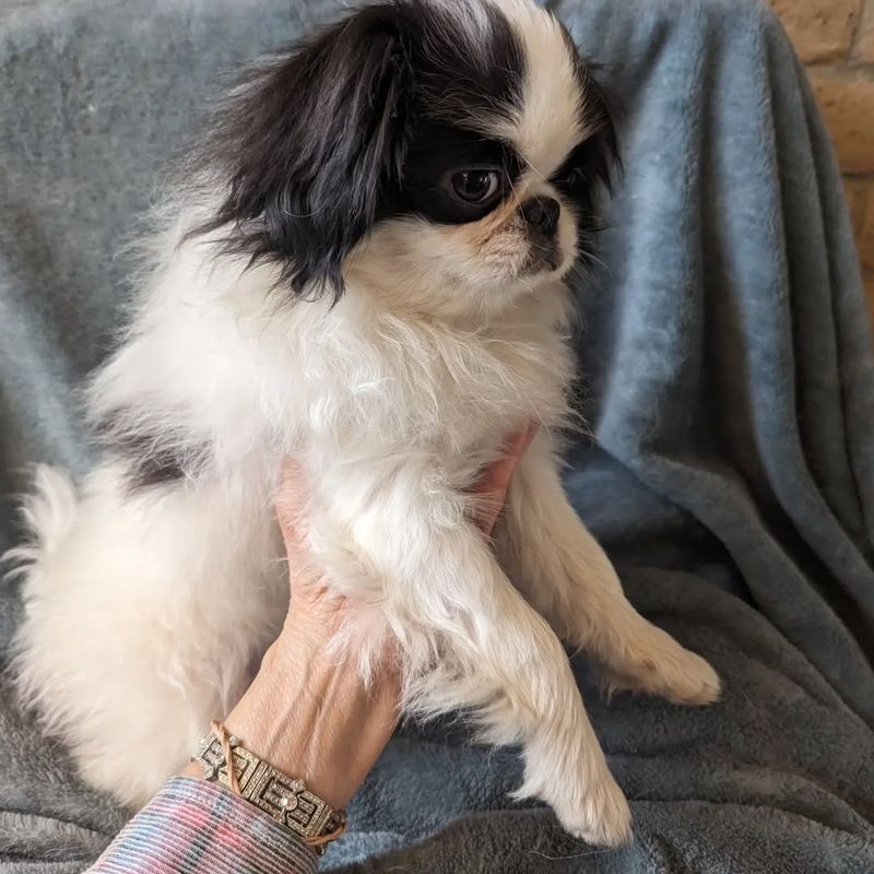 Japanese Chin