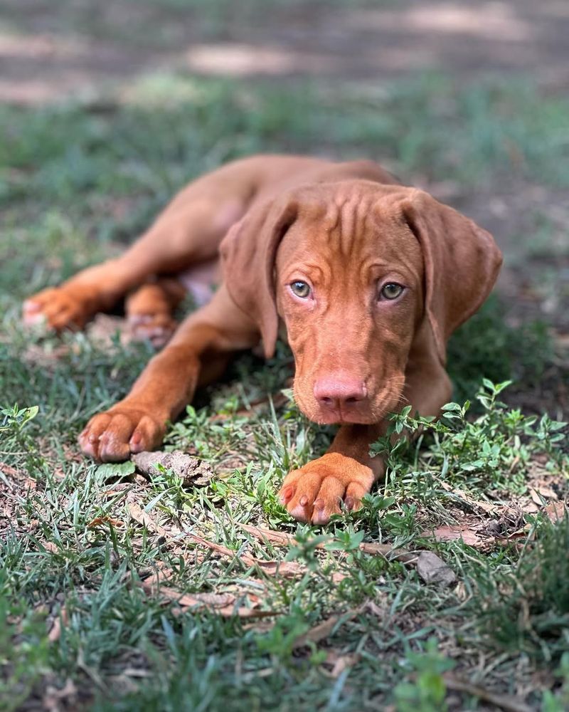 Vizsla