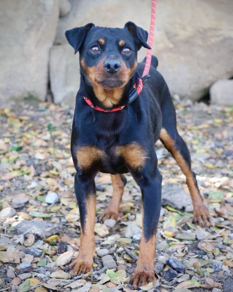 Miniature Pinscher