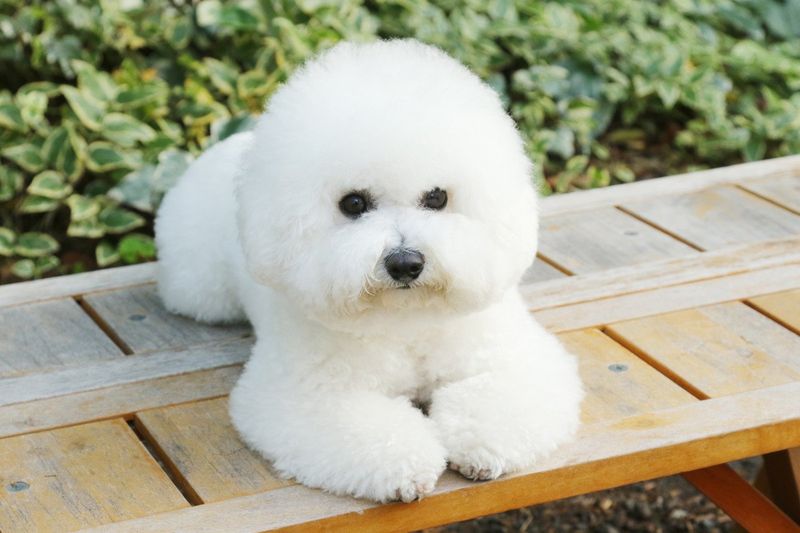 Bichon Frise