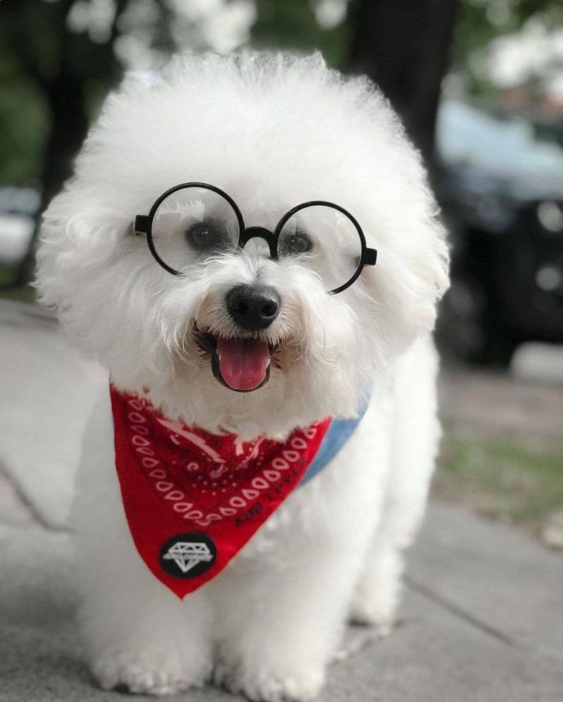 Bichon Frise