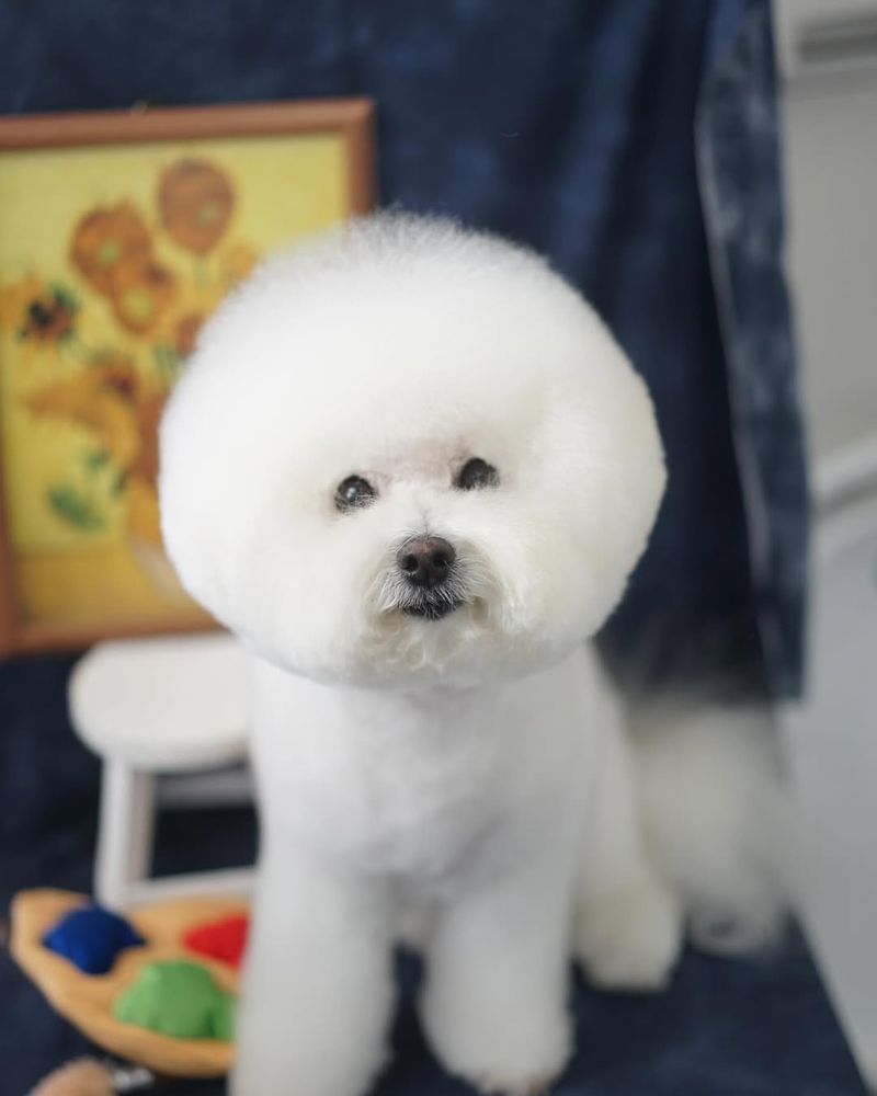 Bichon Frise