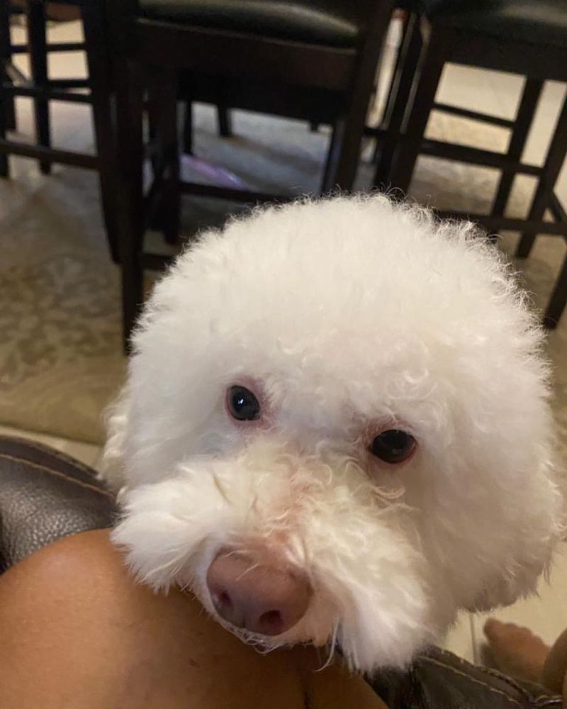 Bichon Frise