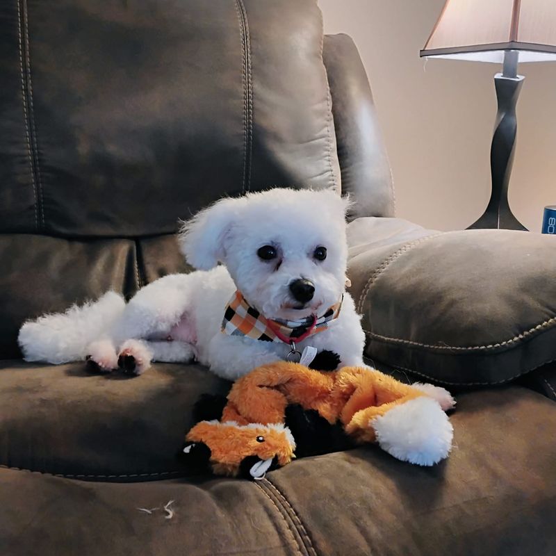 Bichon Frise
