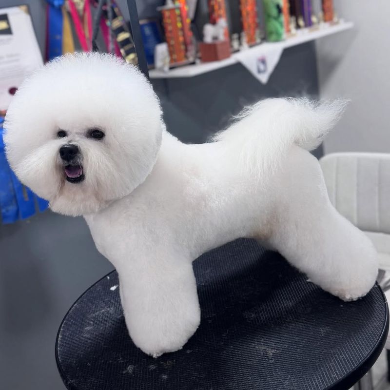 Bichon Frise