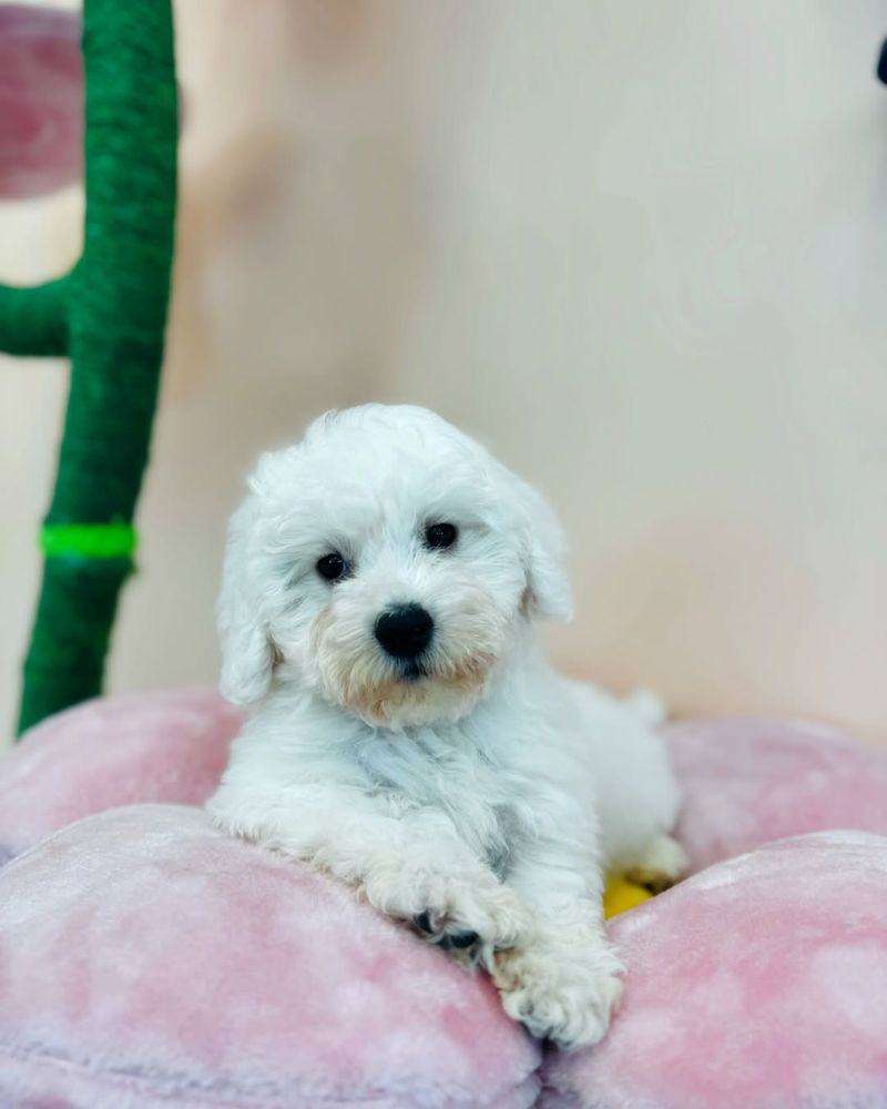 Bichon Frise