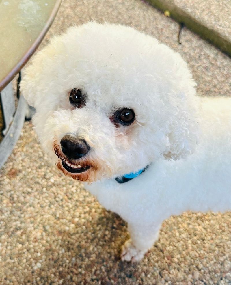 Bichon Frise