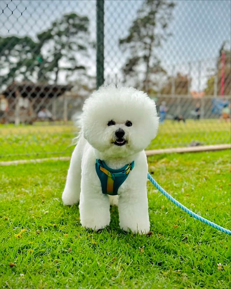 Bichon Frise