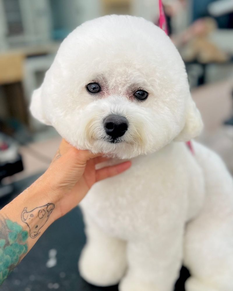 Bichon Frise