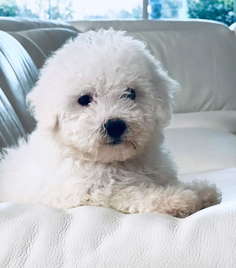 Bichon Frise