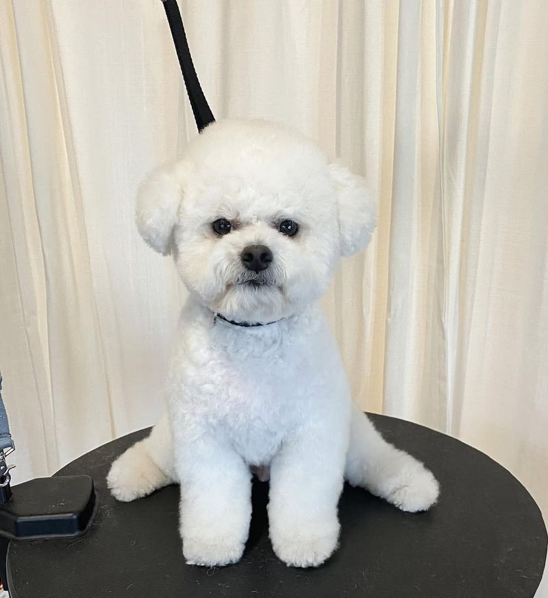 Bichon Frise