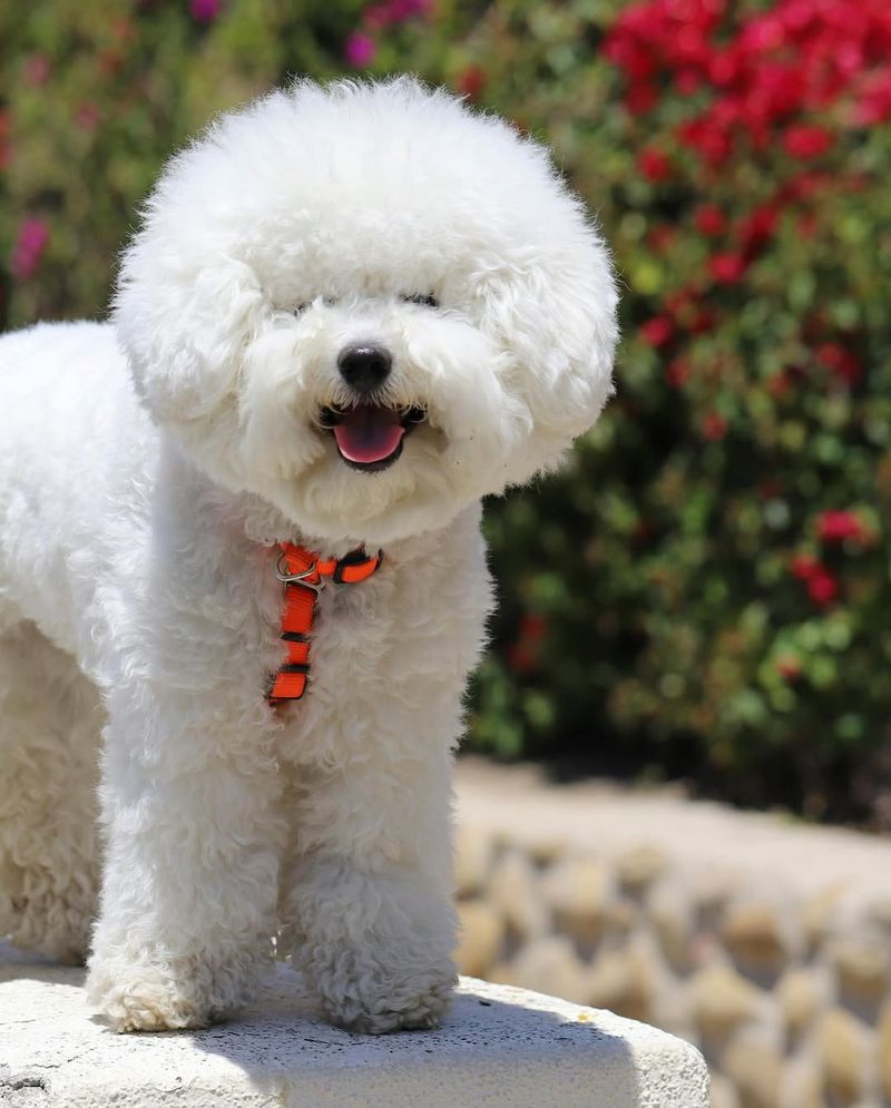 Bichon Frise