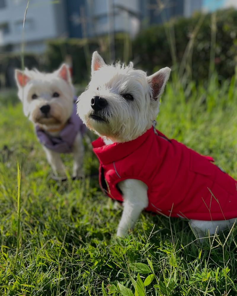 West Highland White Terrier