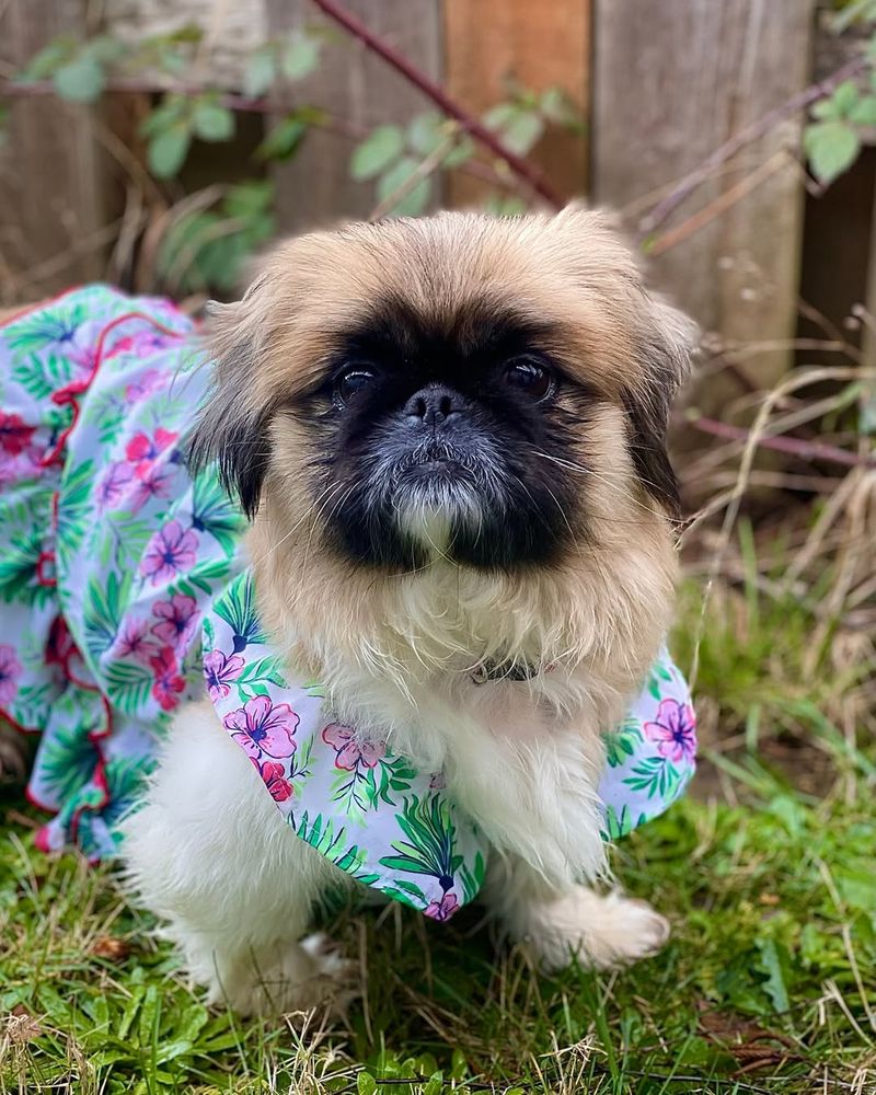 Pekingese