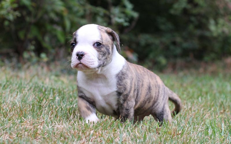 Big Litters: American Bulldogs Can Have Up to 11 Puppies