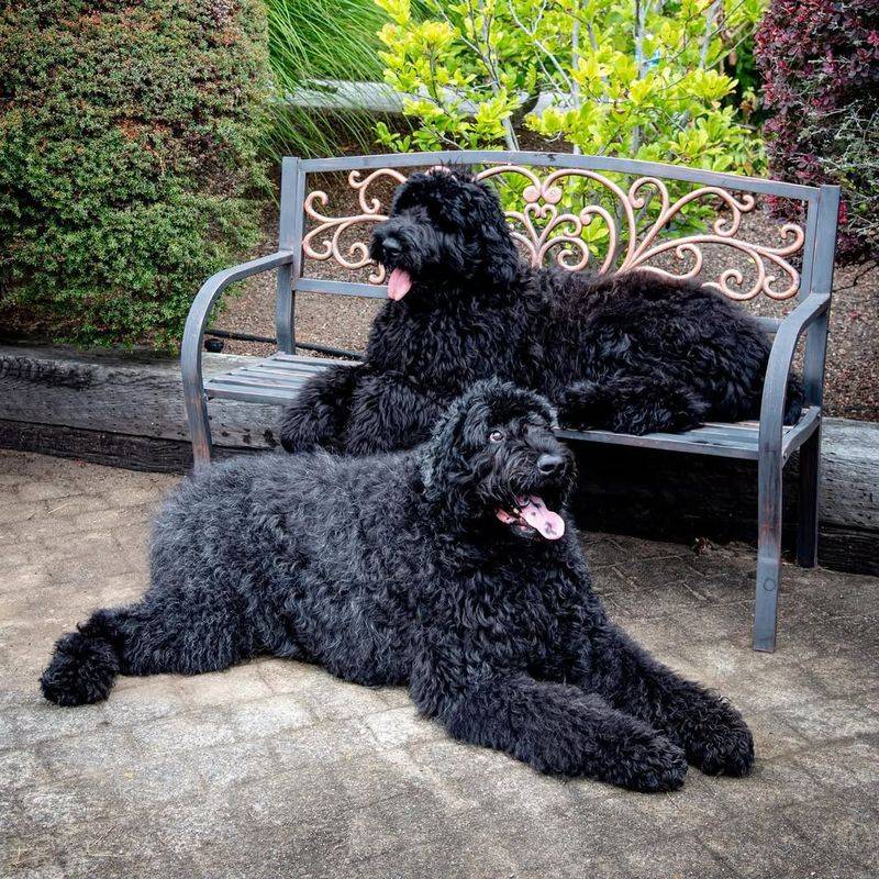 Black Russian Terrier