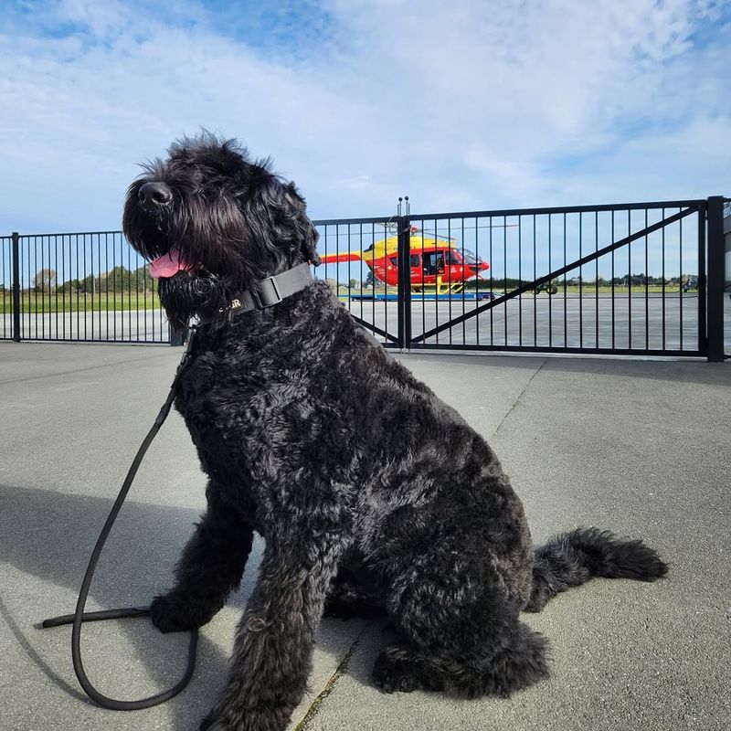 Black Russian Terrier