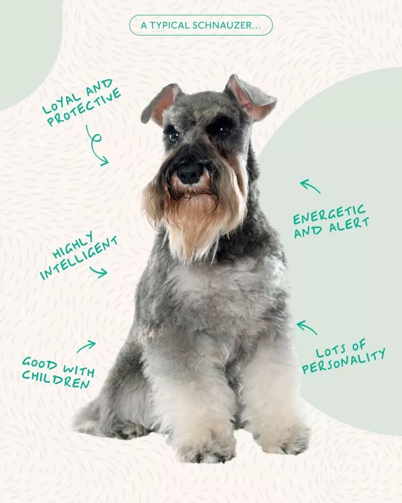 Schnauzer