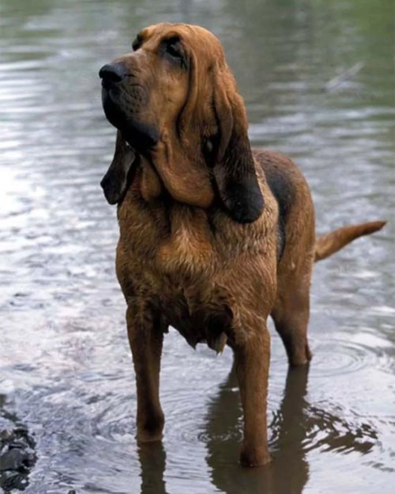 Bloodhound