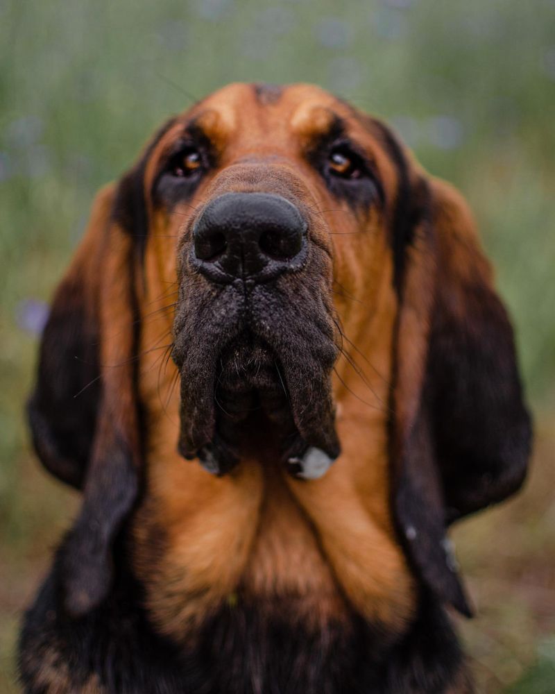 Bloodhound