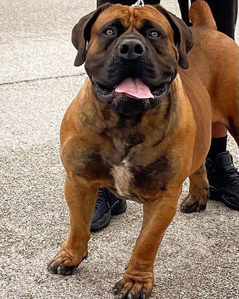 Boerboel