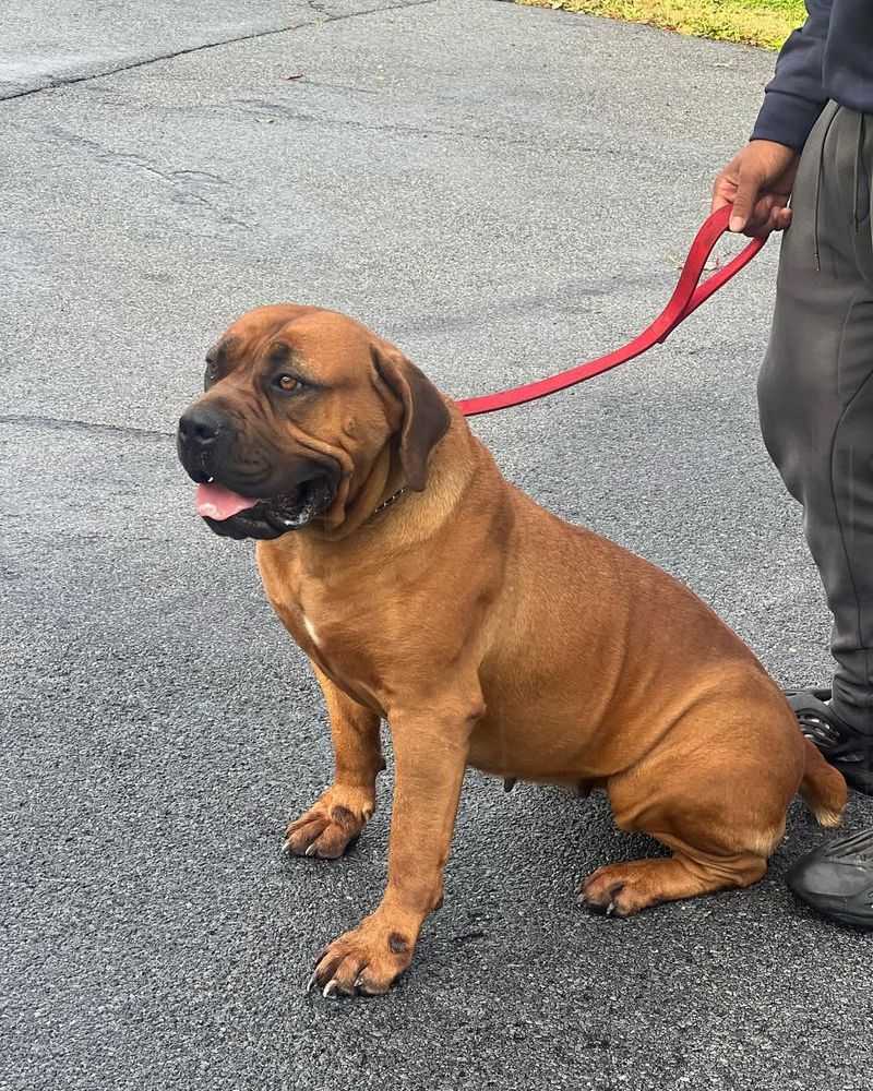 Boerboel