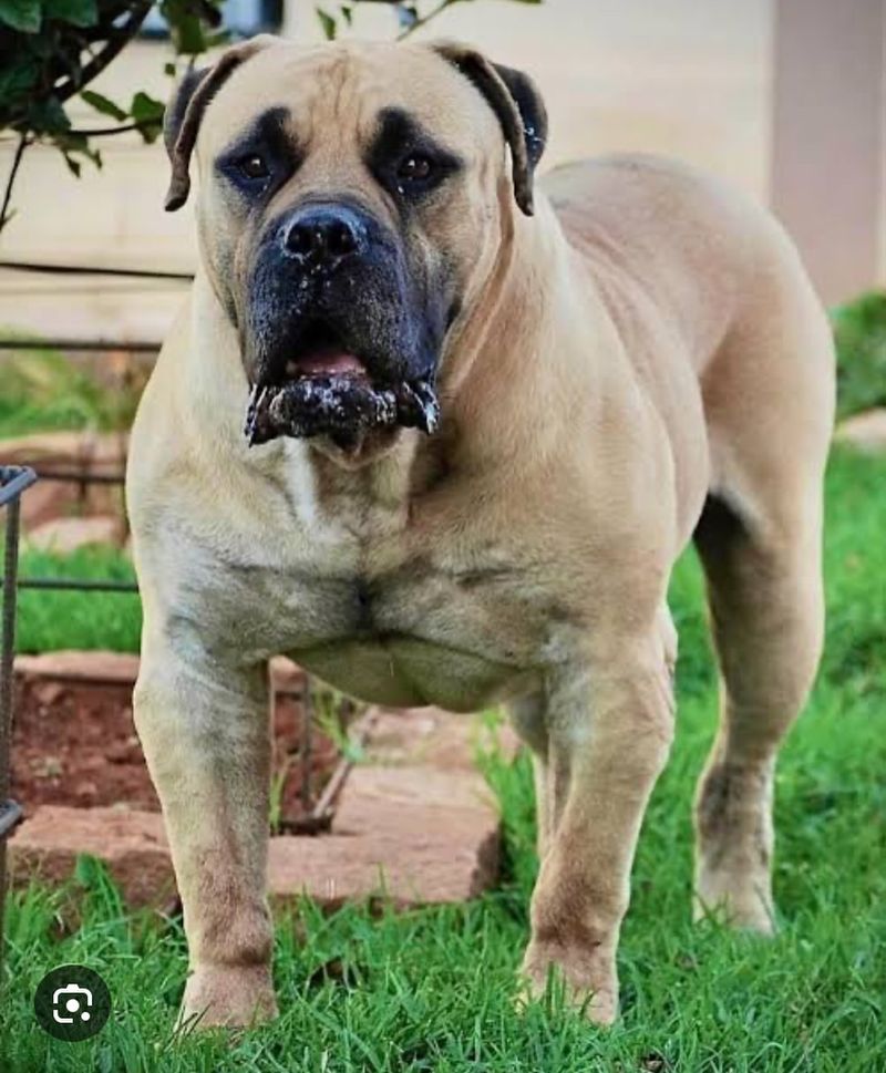 Boerboel