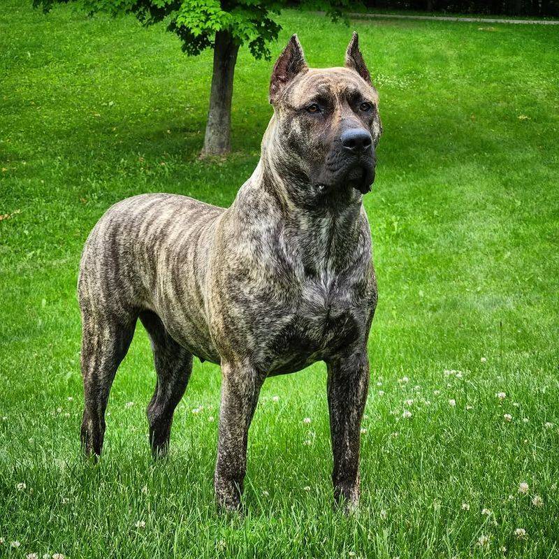 Presa Canario