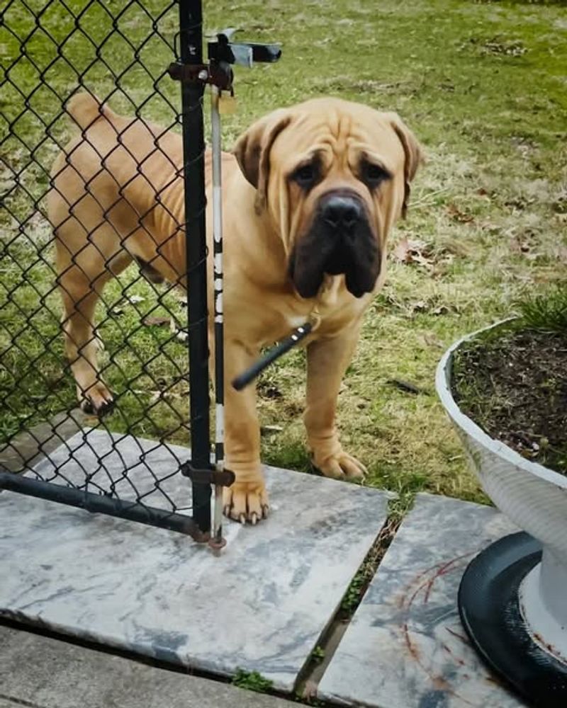 Boerboel