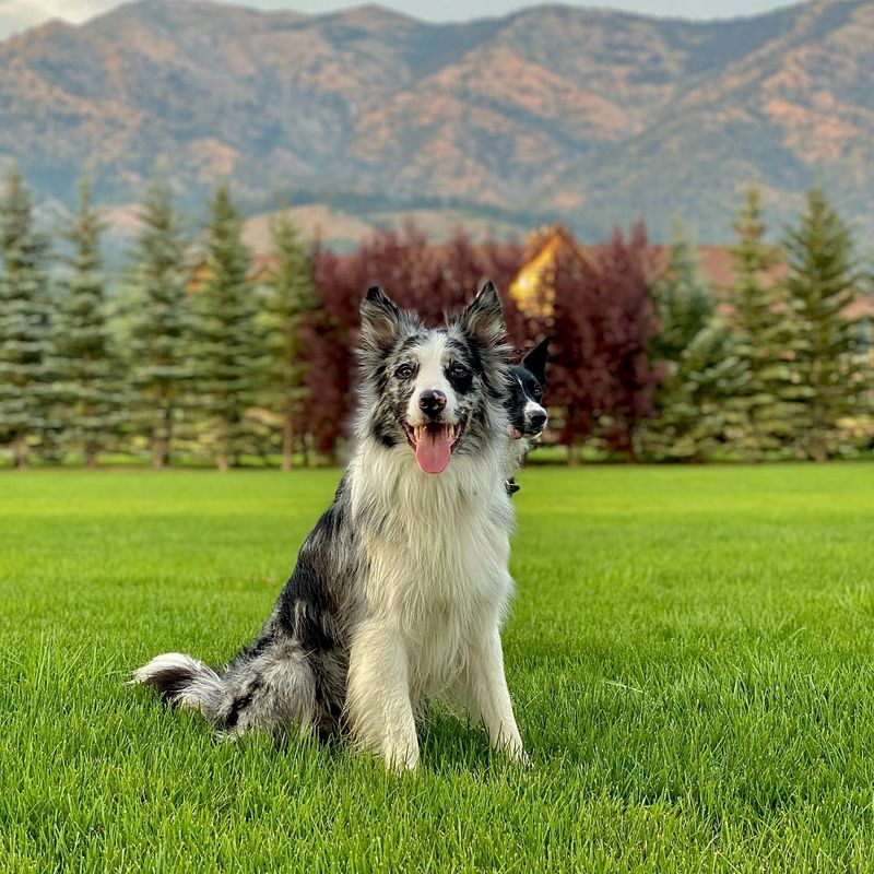 Border Collie
