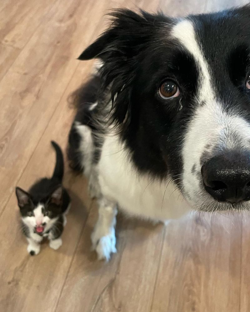 Border Collie