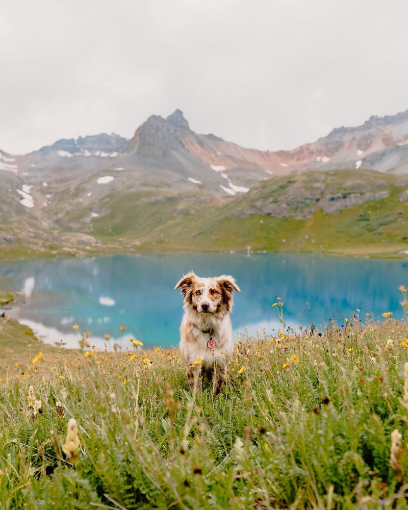 Border Collie