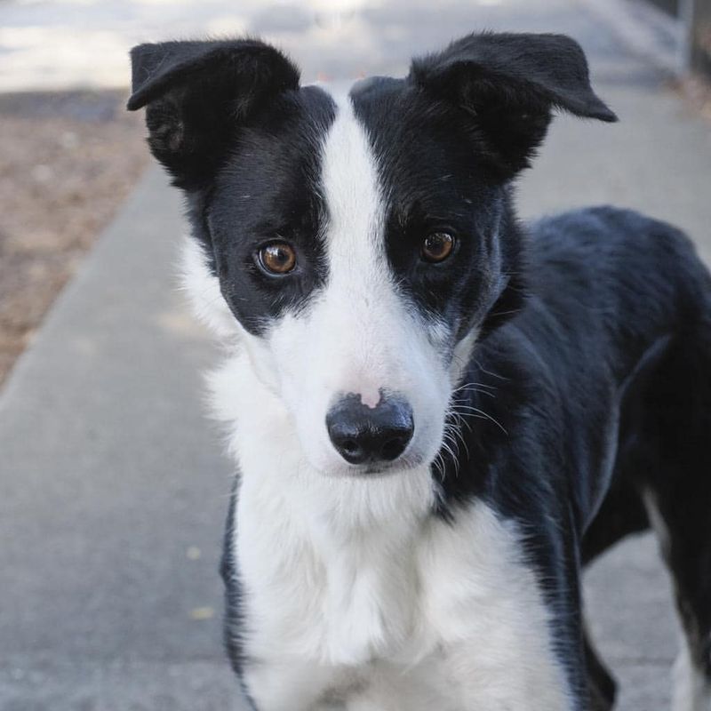 Border Collie