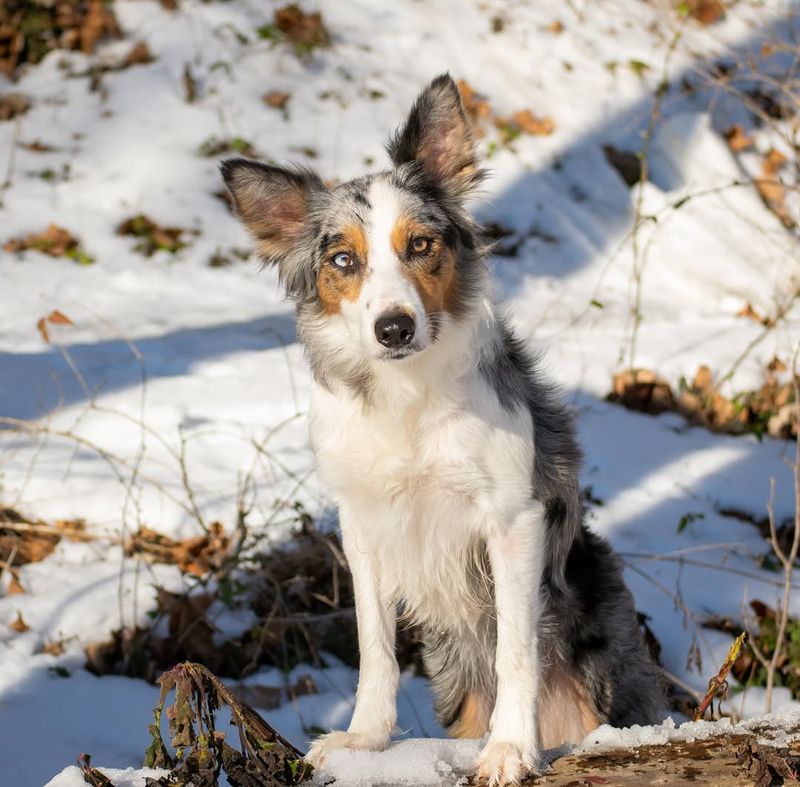 Border Collie