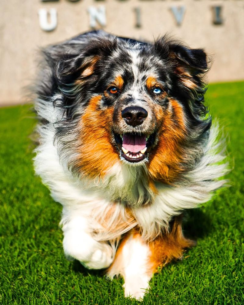 Australian Shepherd