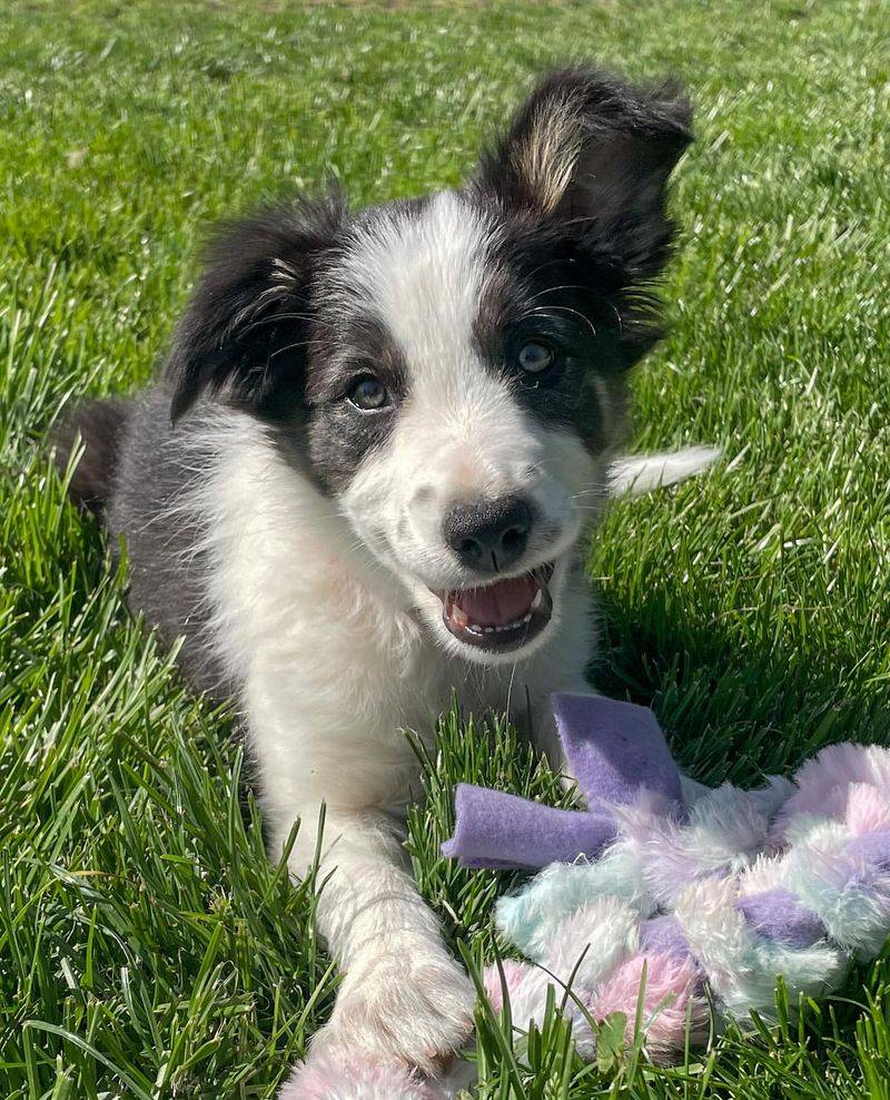 Border Collie