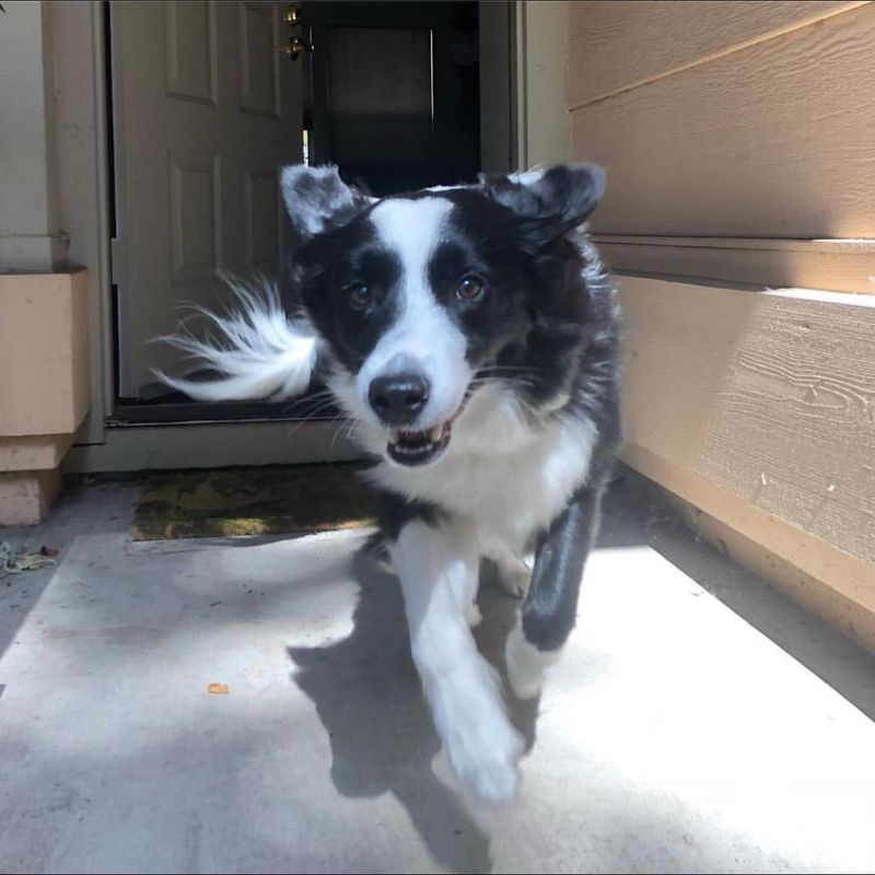 Border Collie