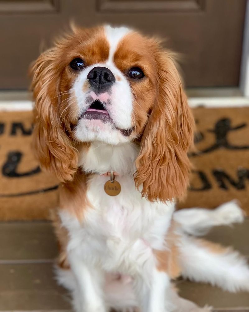 Cavalier King Charles Spaniel