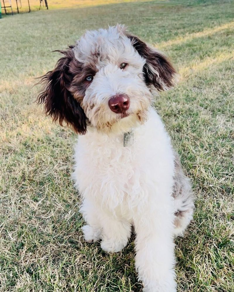 Bordoodle